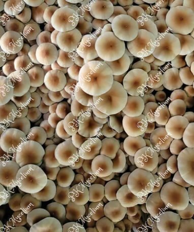 Micelio Profesional Mazapatec