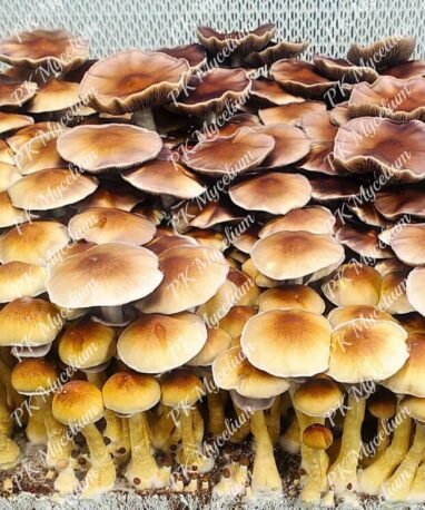 Alternative view of Kit Cultivo Blue Meanie