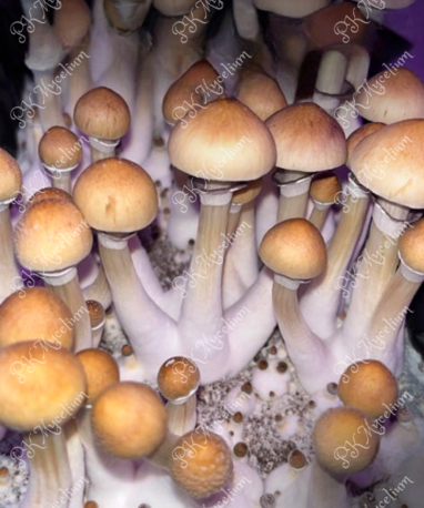 Alternative view of Kit Cultivo Cambodian