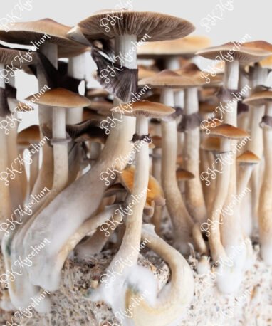 Alternative view of Micelio Profesional Golden Teacher