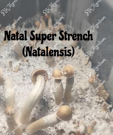 Micelio Profesional Natal Super Strench (Natalensis)