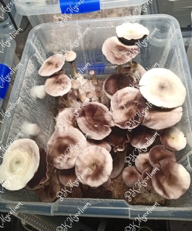 Alternative view of Kit Cultivo Moby Dick