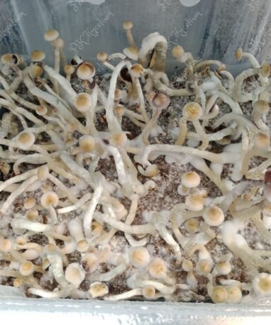 Alternative view of Micelio Profesional Natal Super Strench (Natalensis)