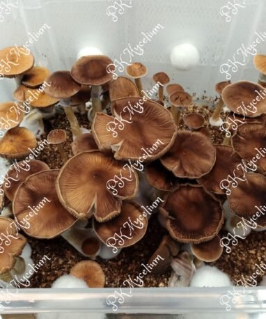 Alternative view of Kit Cultivo B+