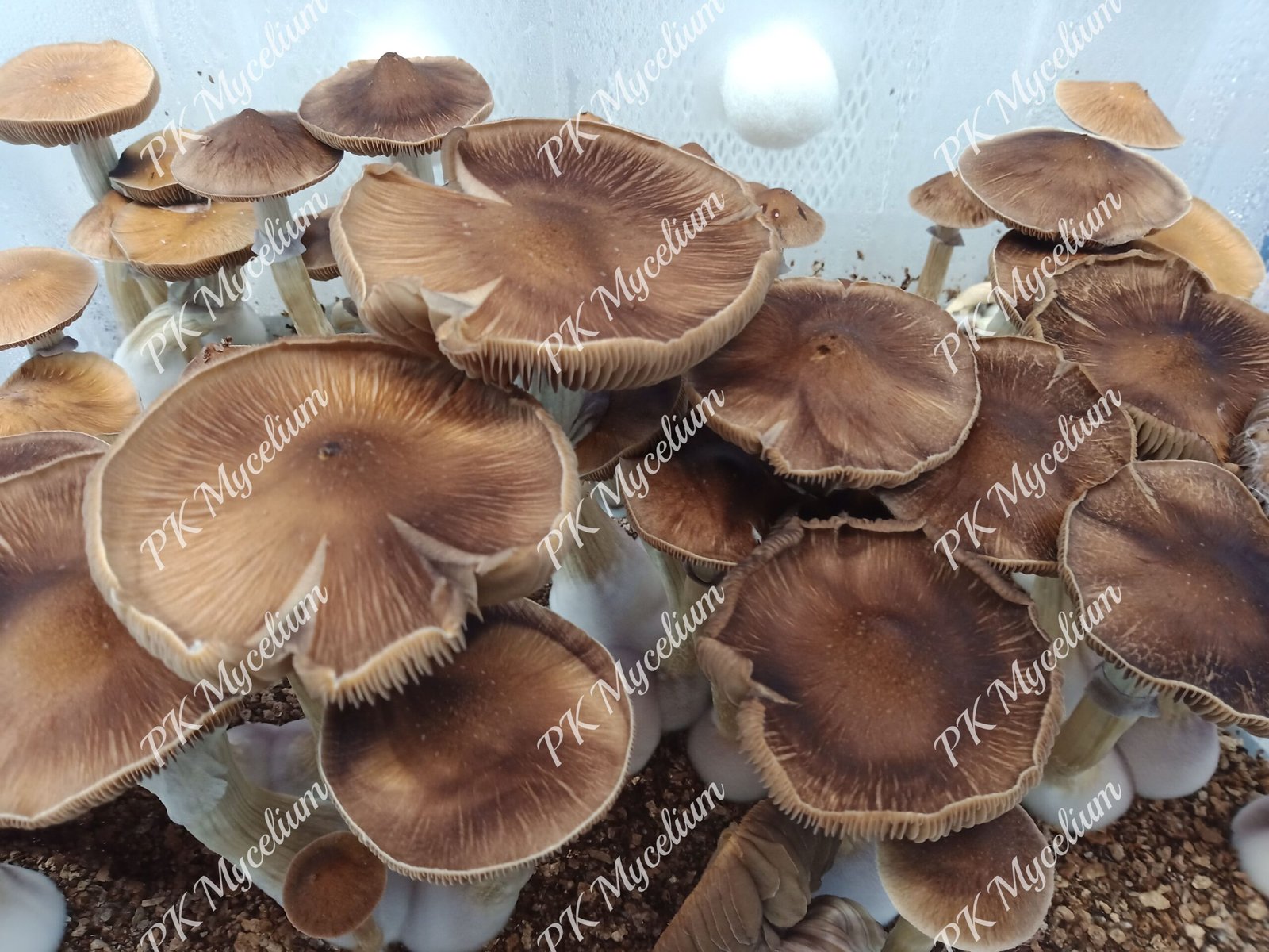 Sellos de Esporas y Swabs B+ - Imagen 7