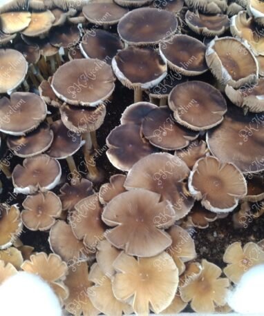 Micelio Profesional Alacabenzi