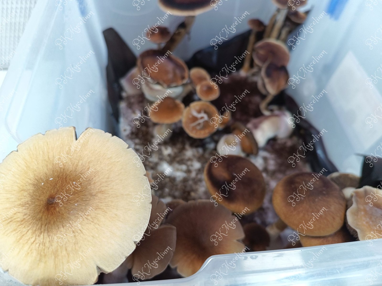 Kit Cultivo Ecuador - Imagen 6