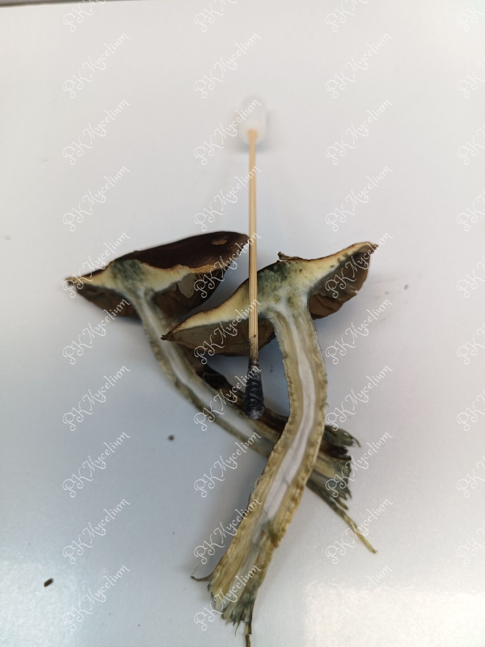 Sellos de Esporas y Swabs Ecuador - Imagen 8