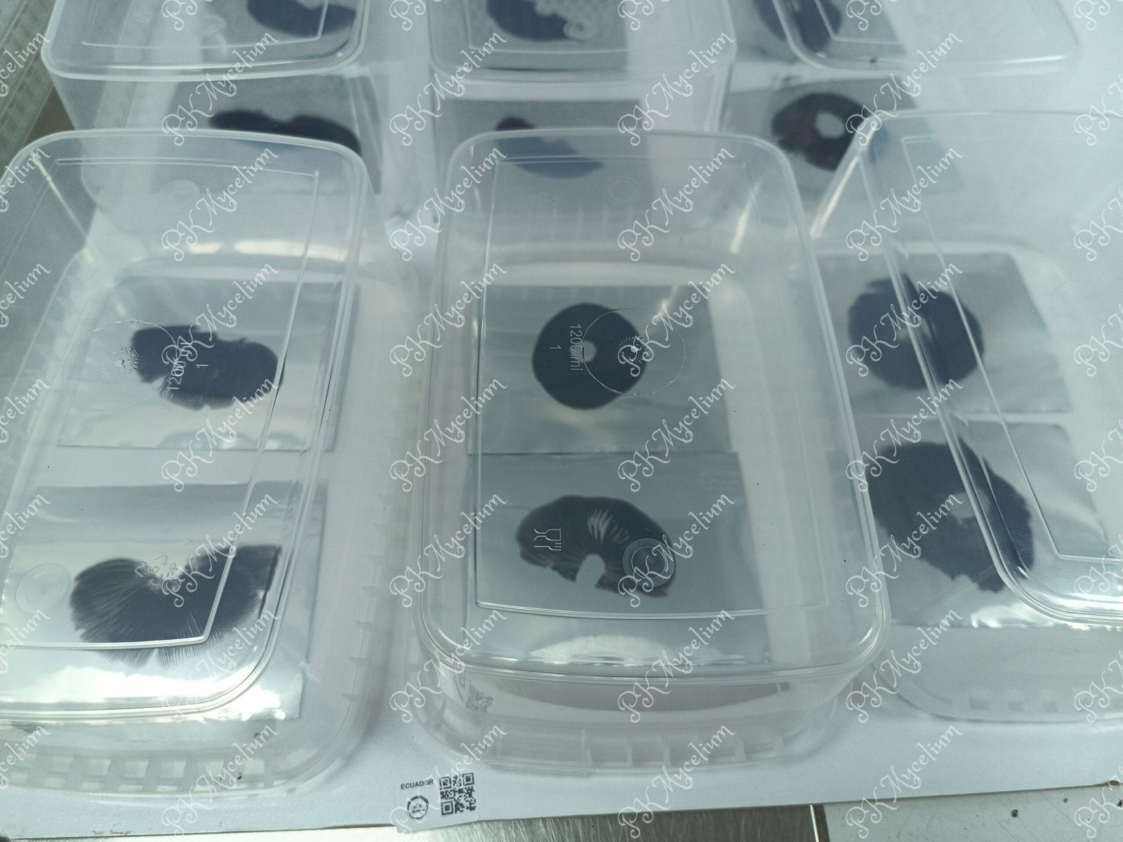 Sellos de Esporas y Swabs Ecuador - Imagen 9