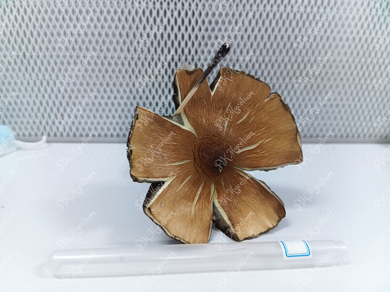 Sellos de Esporas y Swabs B+ - Imagen 8