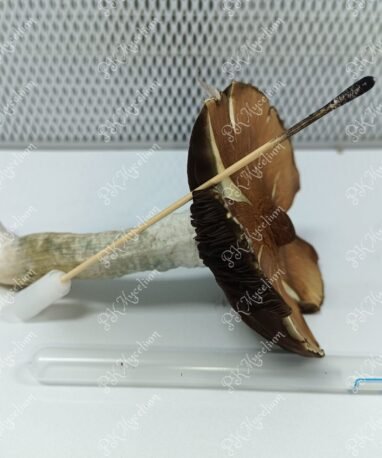 Sellos de Esporas y Swabs B+