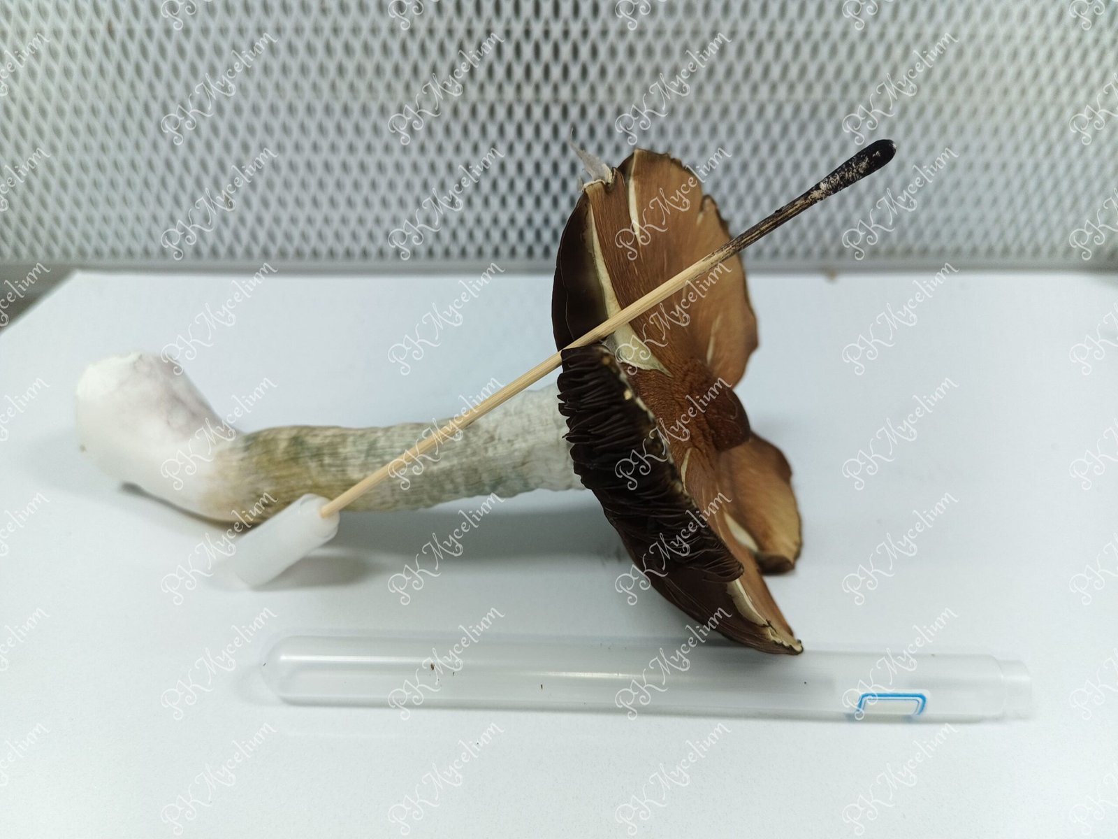 Sellos de Esporas y Swabs B+