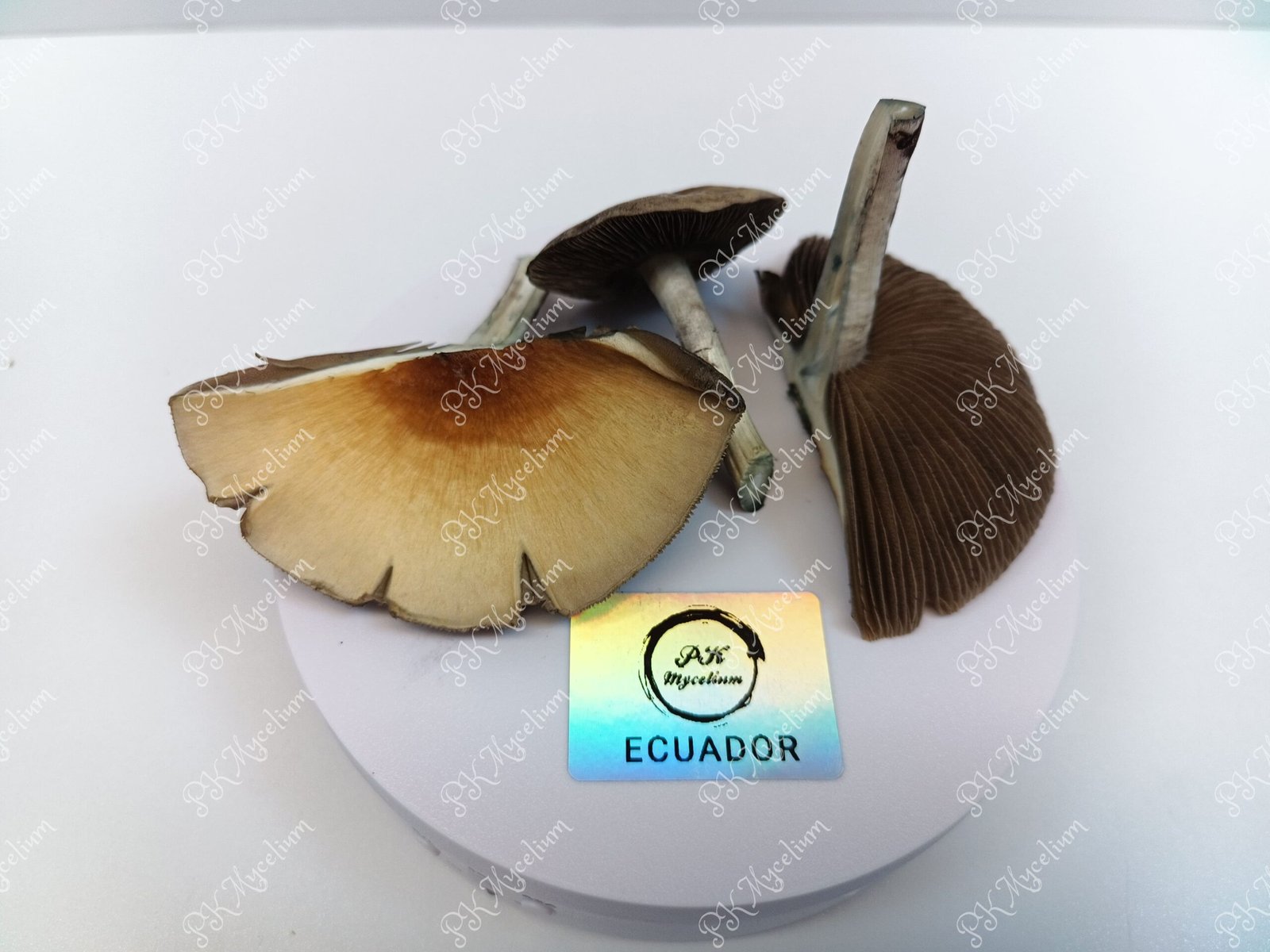 Kit Cultivo Ecuador - Imagen 7