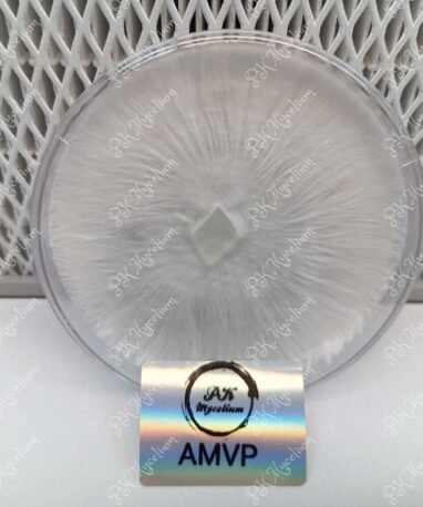 Placa Petri AMVP  (Albino Most Value Producer)