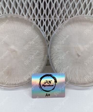 Alternative view of Placa Petri A+