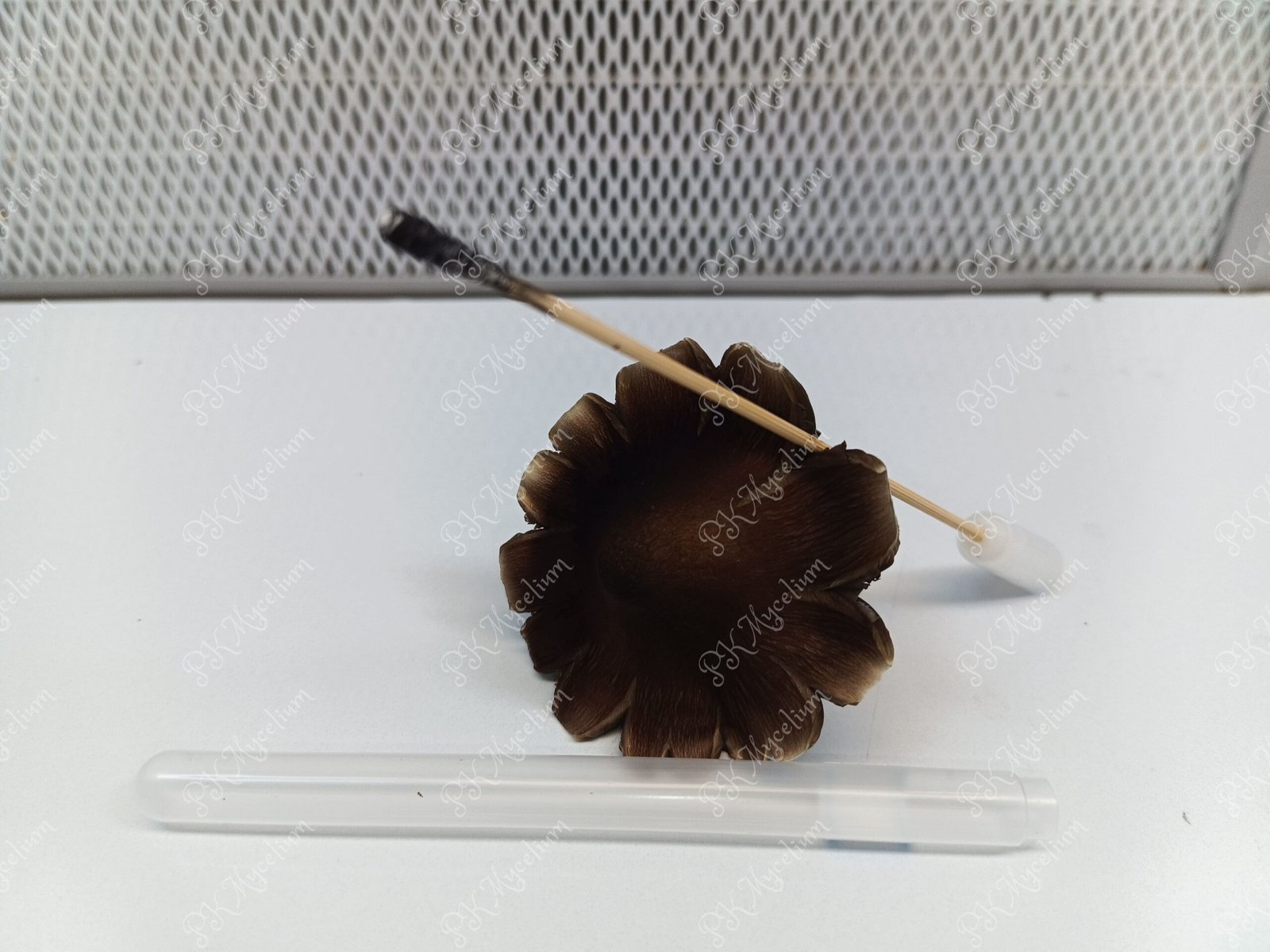 Sellos Y Swabs Golden Teacher - Imagen 10