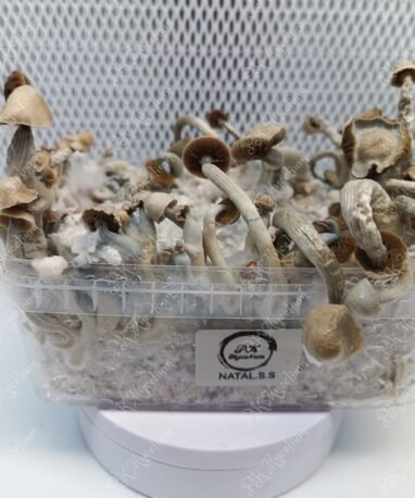 Kit Cultivo Natal Super Strench (Natalensis)