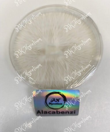 Placa Petri Alacabenzi