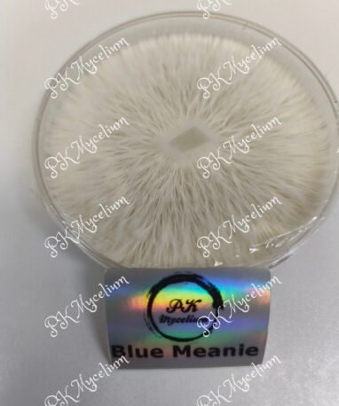 Placa Petri Blue Meanie