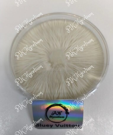 Placa Petri Bluey Vuitton