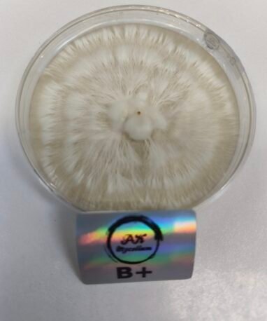 Placa Petri B+