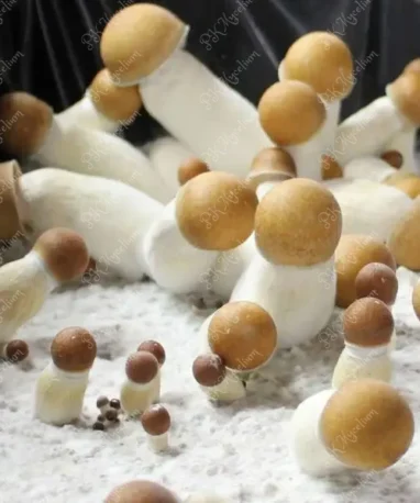 Micelio Profesional Penis Envy