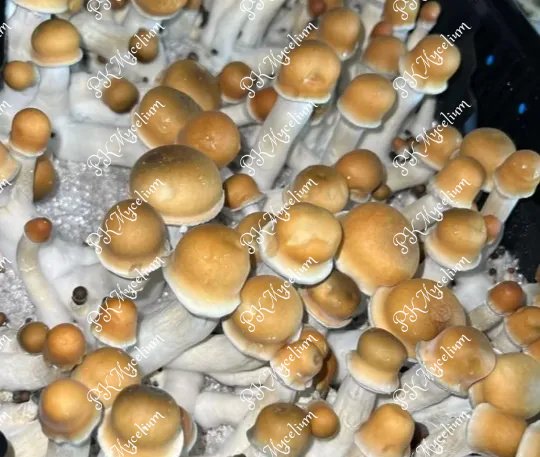 Alternative view of Kit Cultivo Penis Envy