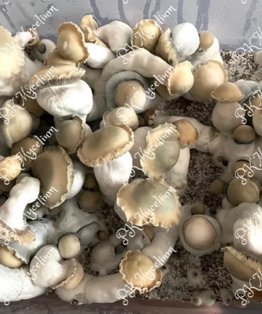 Alternative view of Placa Petri Bluey Vuitton