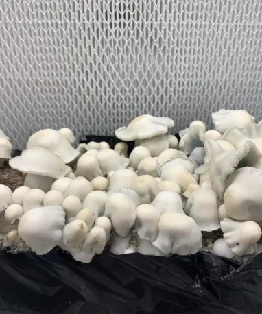 Alternative view of Placa Petri AMVP  (Albino Most Value Producer)