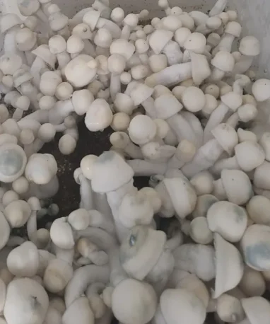 Micelio Profesional AMVP  (Albino Most Value Producer)