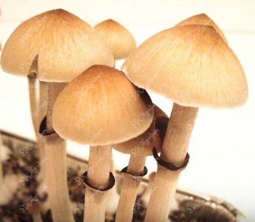 Kit Cultivo Ecuador - Imagen 3