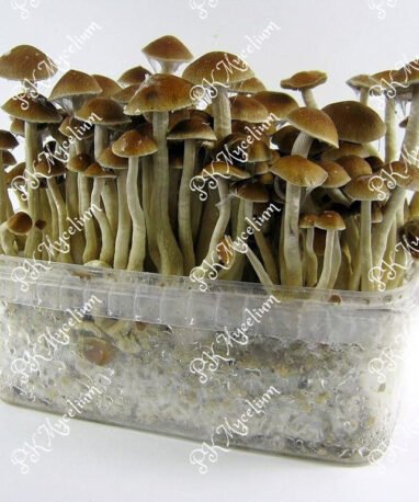 Alternative view of Placa Petri Mckennaii