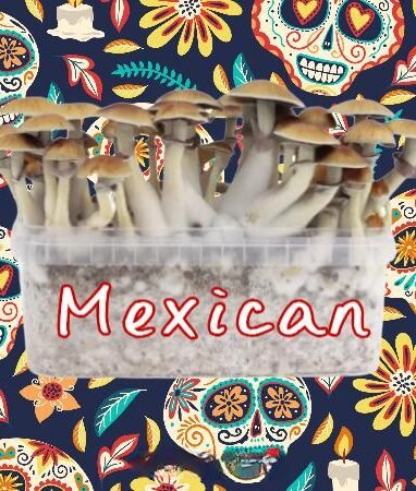 Alternative view of Micelio Profesional Mexicana