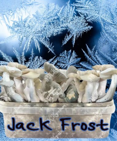 Kit Cultivo Jack Frost