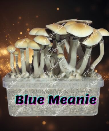 Kit Cultivo Blue Meanie