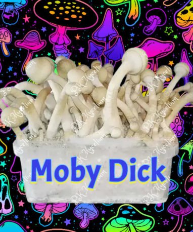 Kit Cultivo Moby Dick