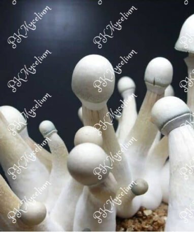 Micelio Profesional Moby Dick