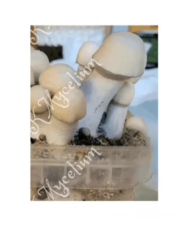 Alternative view of Placa Petri Yeti