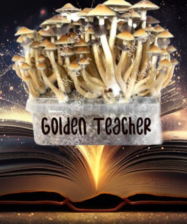 Kit Cultivo Golden Teacher