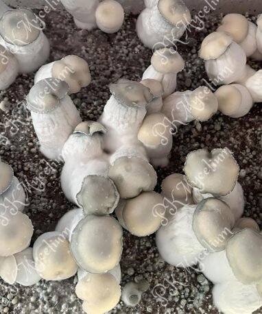 Micelio Profesional Yeti