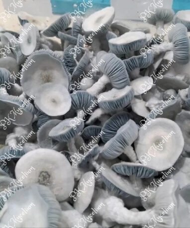 Alternative view of Placa Petri Jack Frost