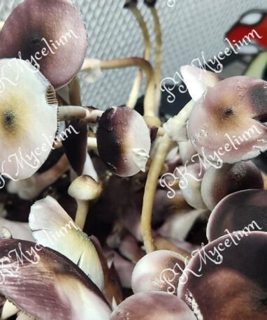 Alternative view of Placa Petri Leucistic Swamp Ghost (LSG)