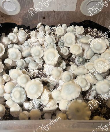 Alternative view of Placa Petri Shakti