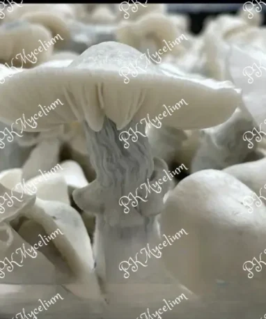 Kit Cultivo Albino Tidal Wave