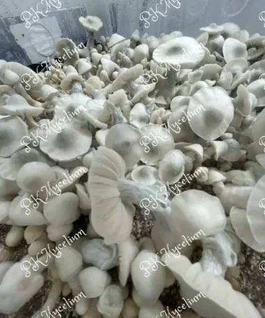 Micelio Profesional Albino Tidal Wave