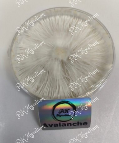 Placa Petri Avalanche