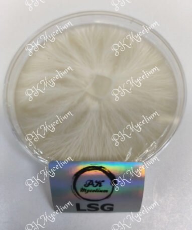 Placa Petri Leucistic Swamp Ghost (LSG)