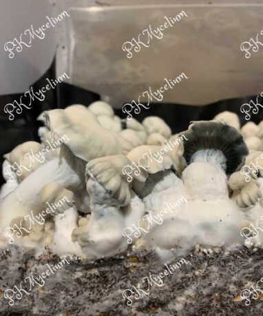 Micelio Profesional Shakti