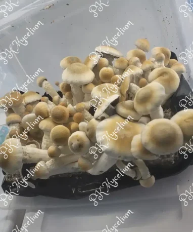 Alternative view of Placa Petri Melmac