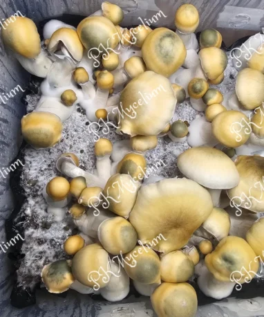 Micelio Profesional Avalanche